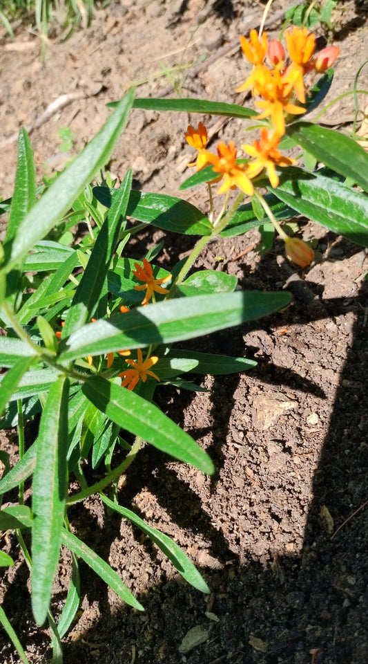 Asclepias tuberosa (Butterfly weed) Native