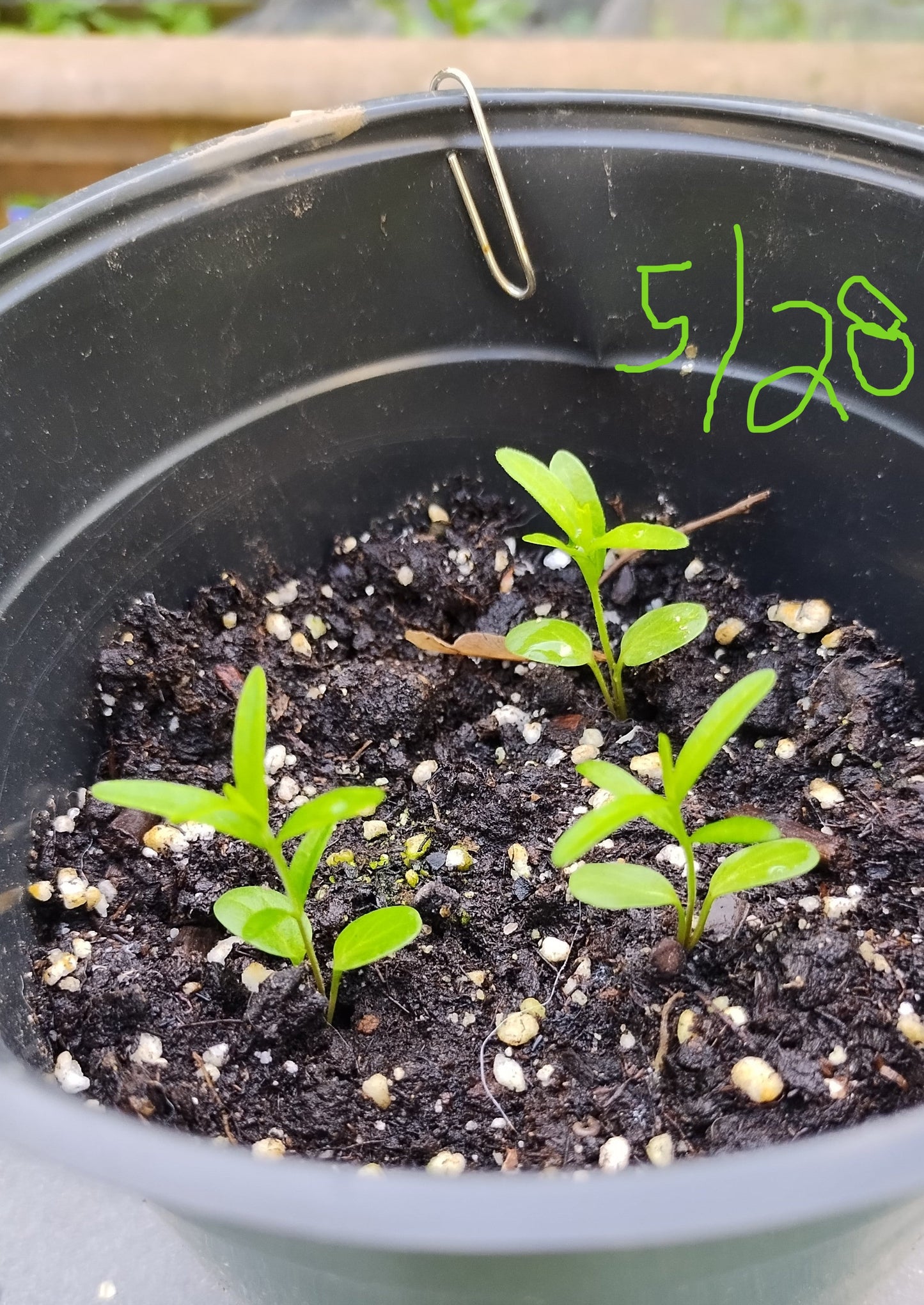 Butterfly milkweed seedlings 5/28/24