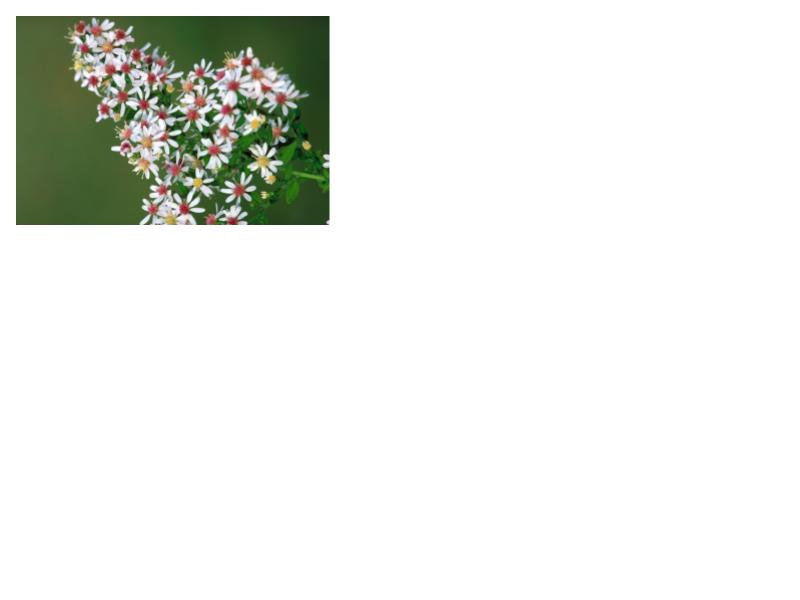 Calico Aster- Symphyotrichum lateriflorum