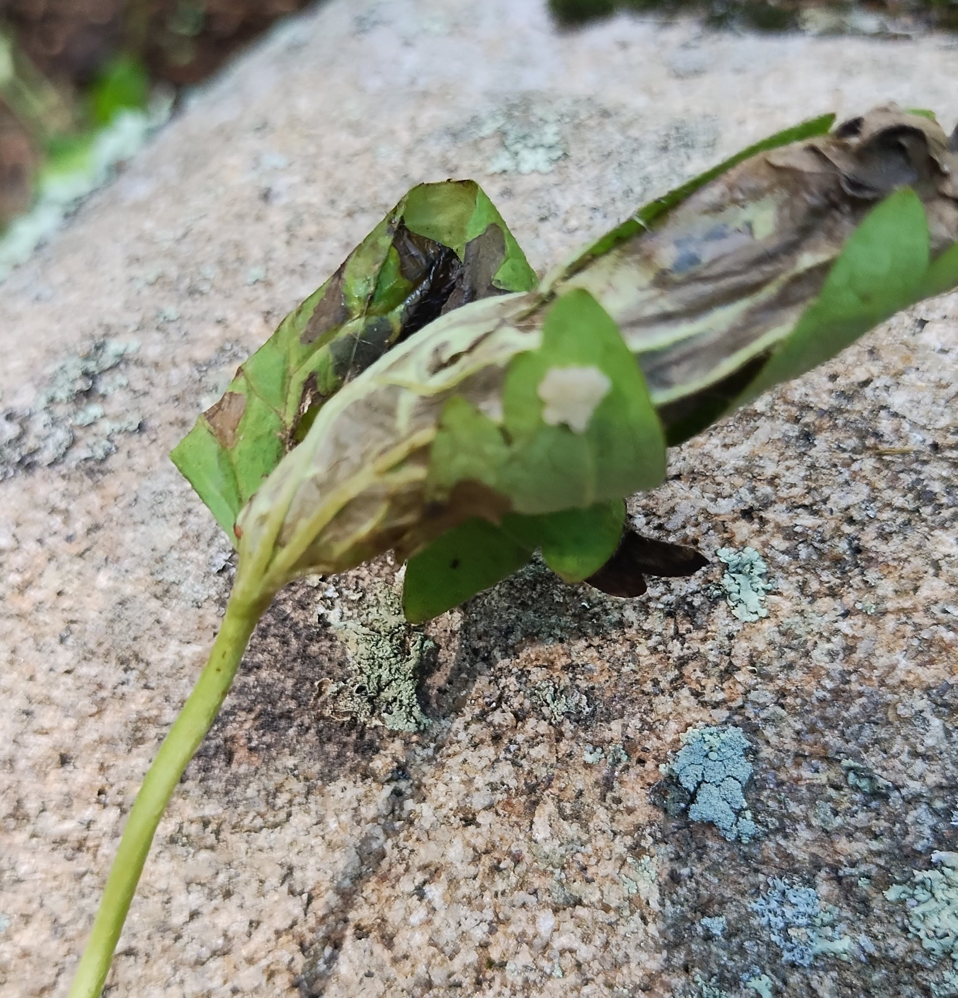 Moth pupa on Canada Anenome 5/28/24 it is host to 2 species of moths, who will it be?