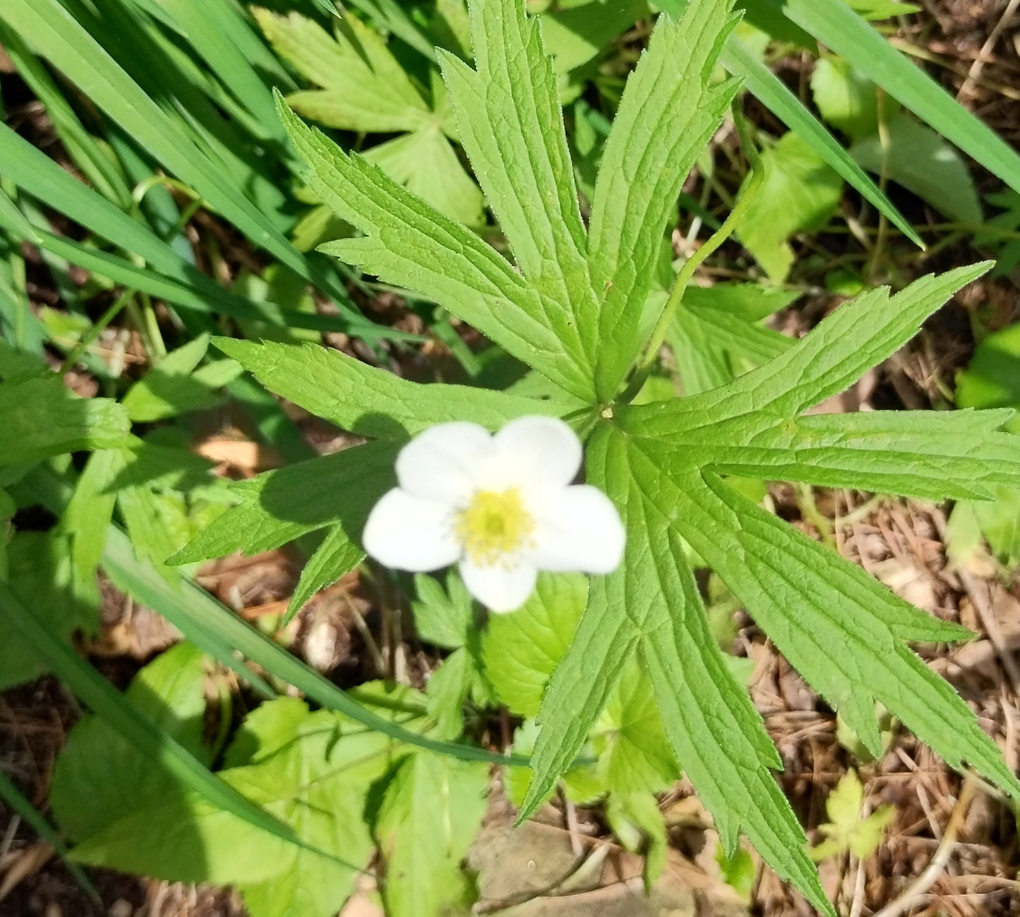 Anemone canadensis (Canada anemone) Native