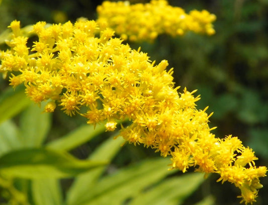 Canada Goldenrod -Solidago canadensis