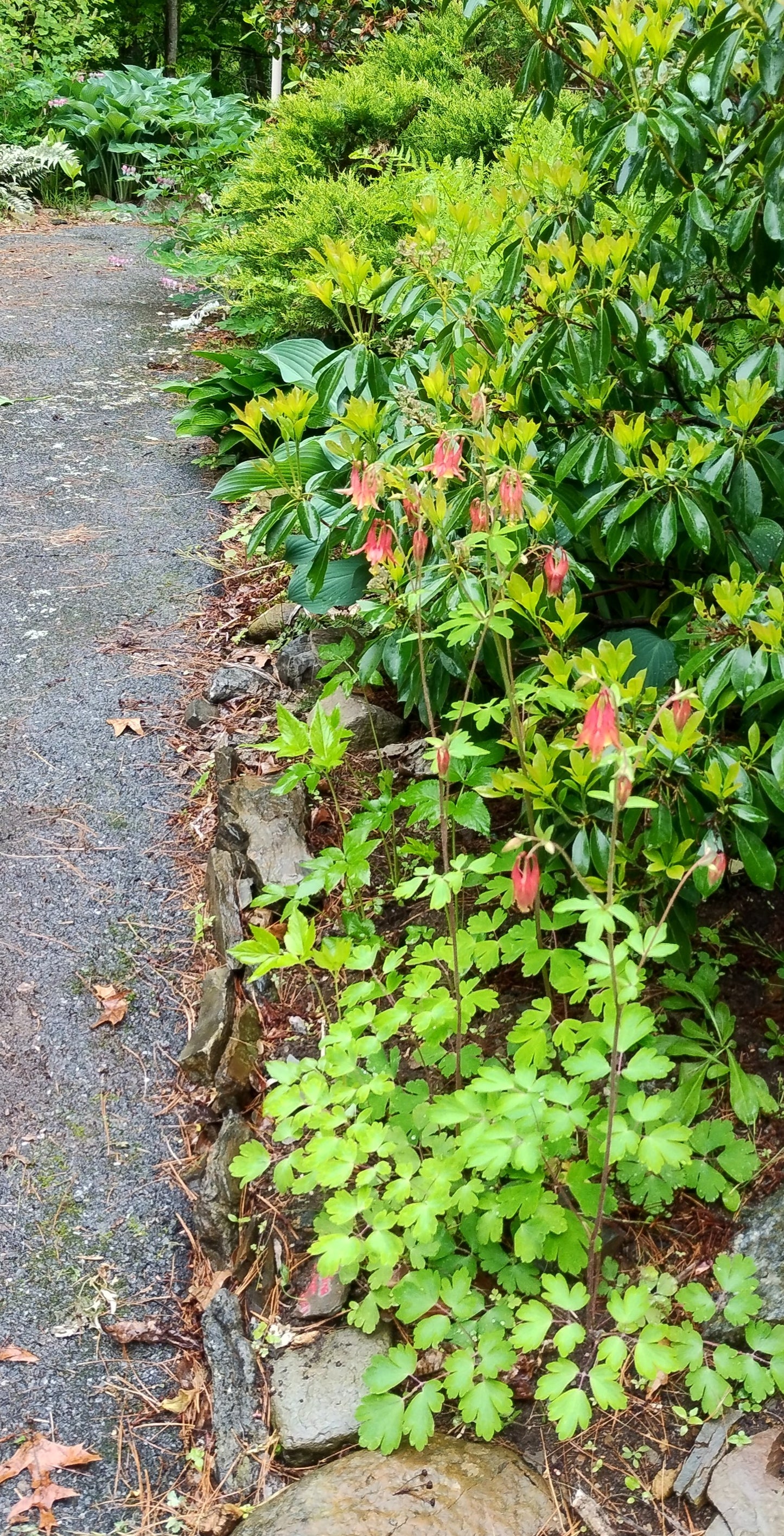 Red  Wild Columbine - Aquilegia canadensis