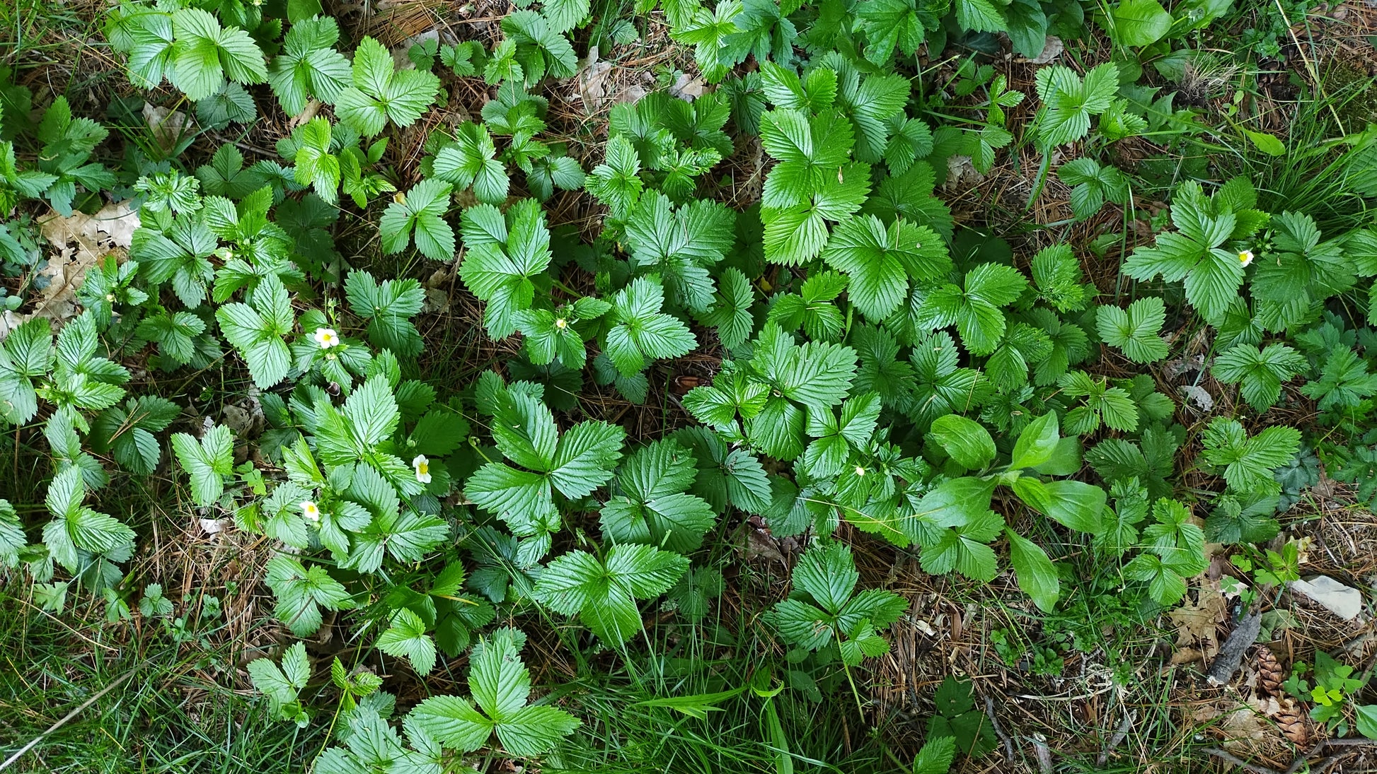 small colony of Common wild strawberry 