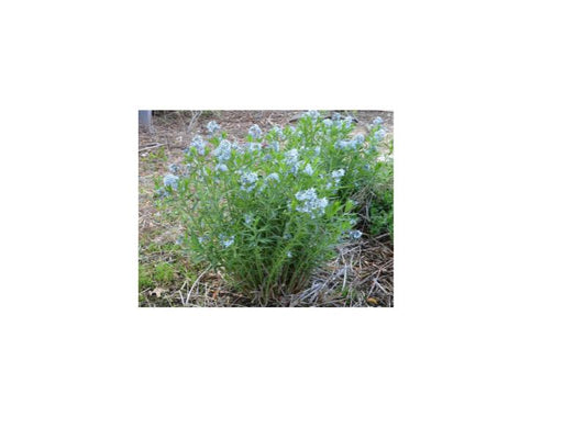 Eastern Blue Star - Amsonia tabernaemontana