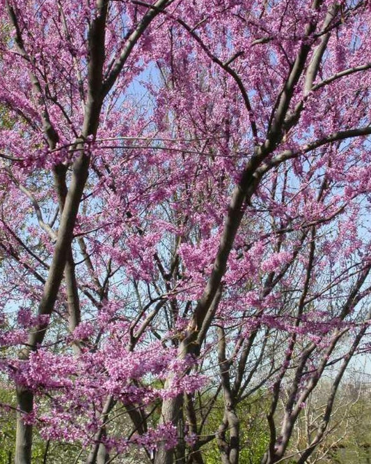 Eastern Red Bud Tree -Cercis Canadensis