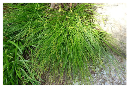 Eastern Star Sedge - Carex radiata