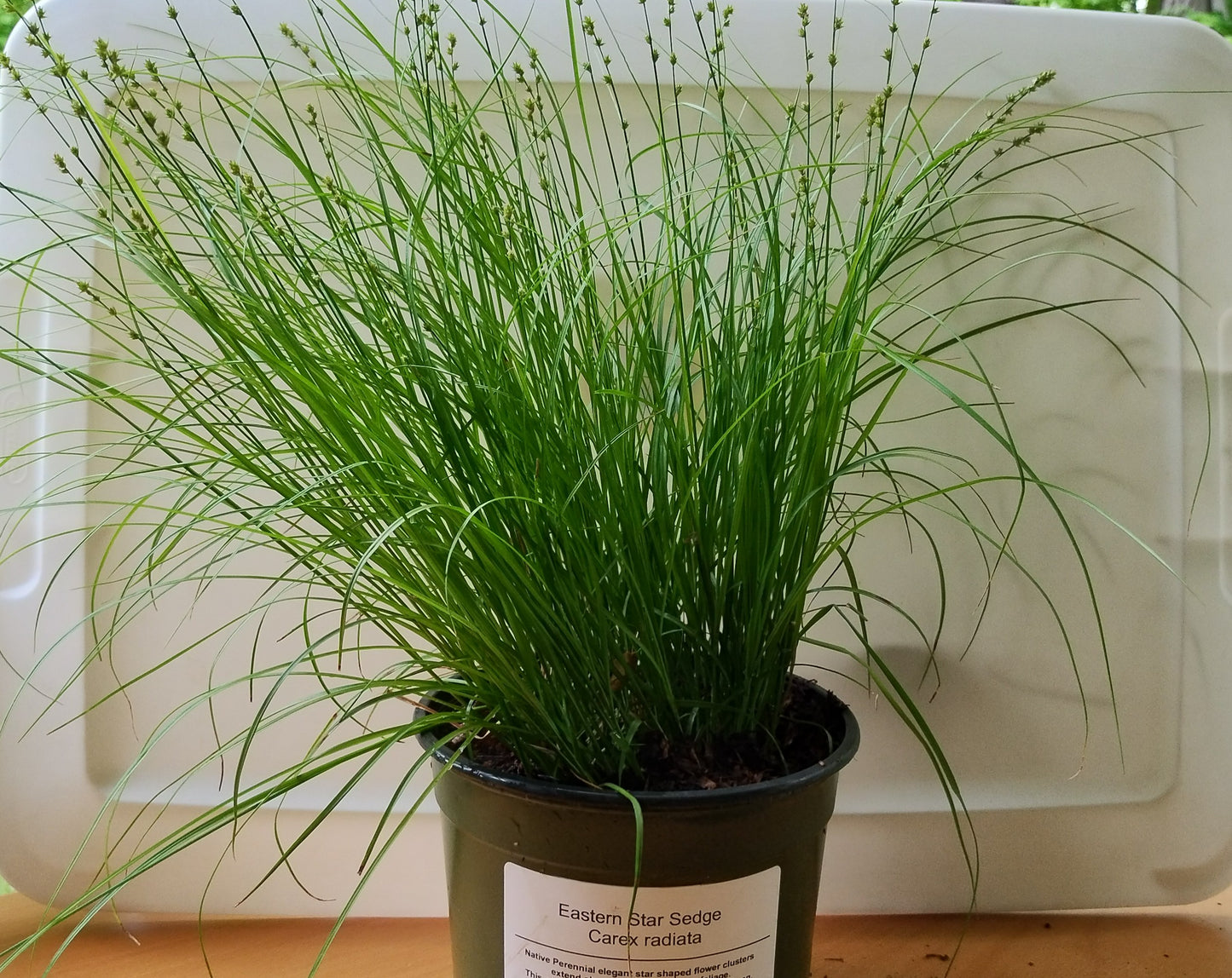 Eastern Star Sedge - Carex radiata