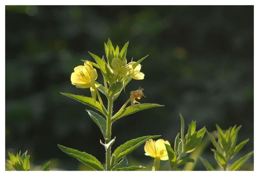 Evening Primrose - Oenothera biennis