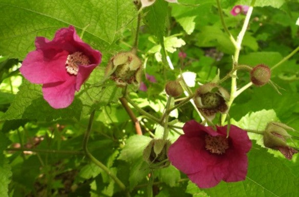 Flowering Raspberry- Rubus odoratus