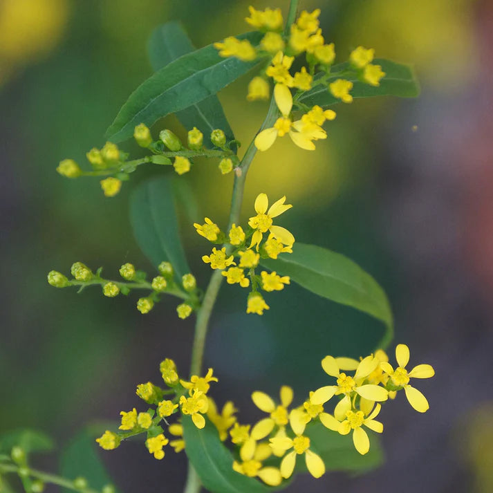 Blue Stem Goldenrod (Solidago caesia)