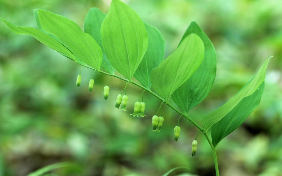 Hairy Solomon's Seal- Polygonatum pubescens