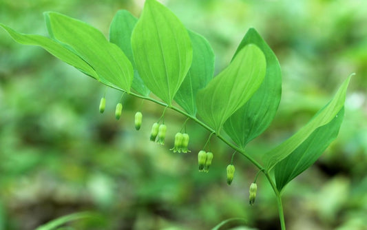 Hairy Solomon's Seal- Polygonatum pubescens  (SOLD OUT FO 2026)