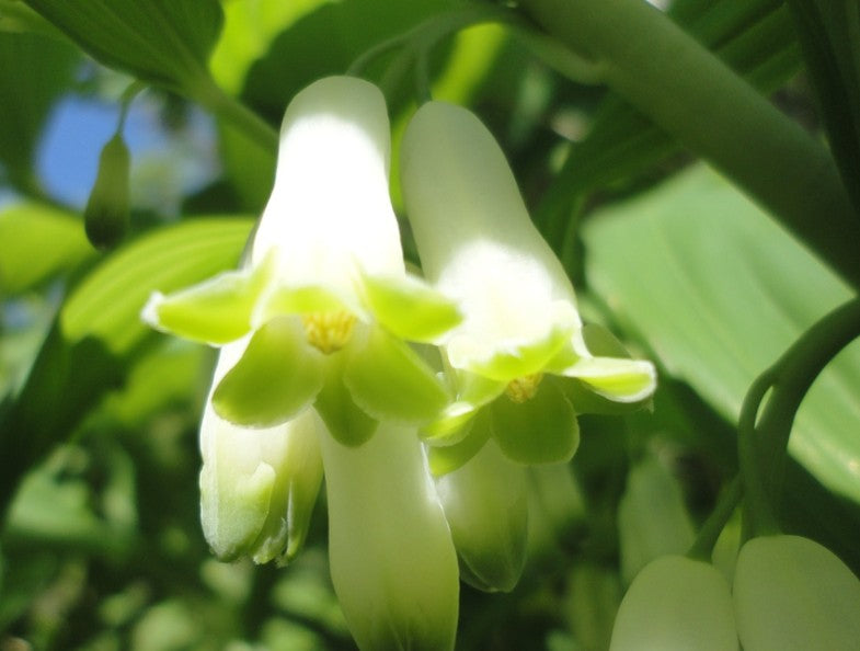 Hairy Solomon's Seal- Polygonatum pubescens