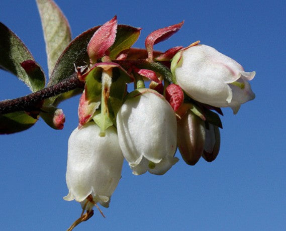 Wild Highbush Blueberry – (Vaccinium corymbosum)