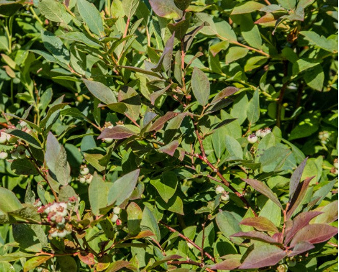 Wild Highbush Blueberry – (Vaccinium corymbosum)