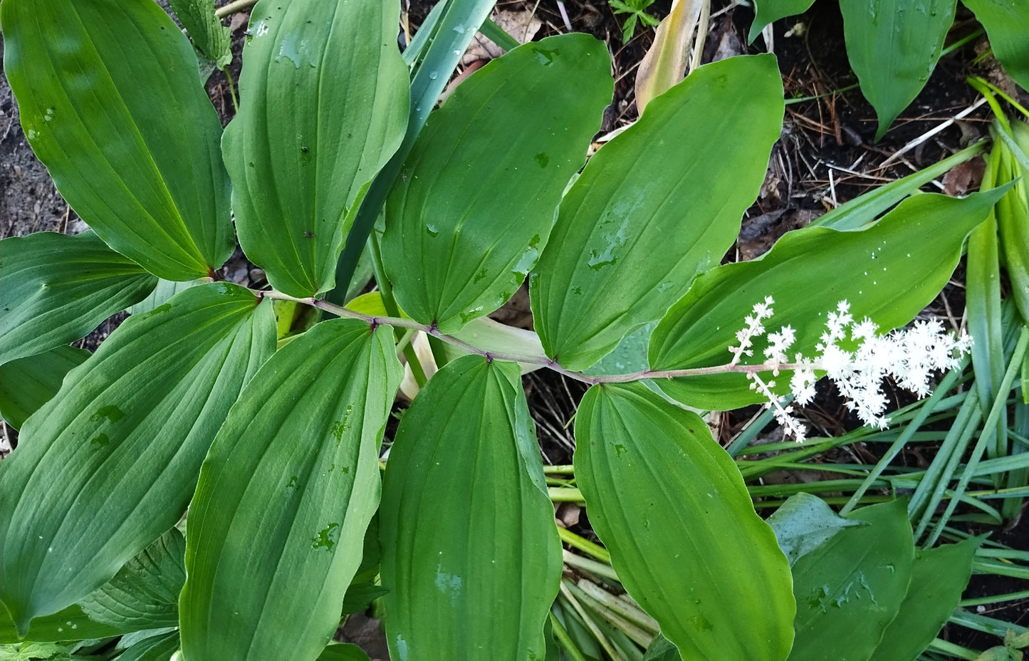 Solomon's Plume/False Solomon's Seal- Maianthemum racemosum