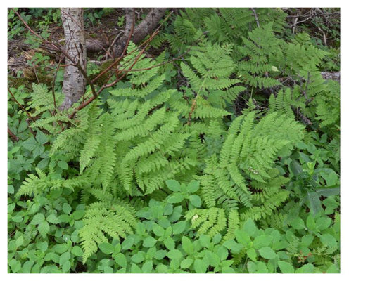 Evergreen Wood-Fern / Intermediate Wood Fern (Dryopteris intermedia)
