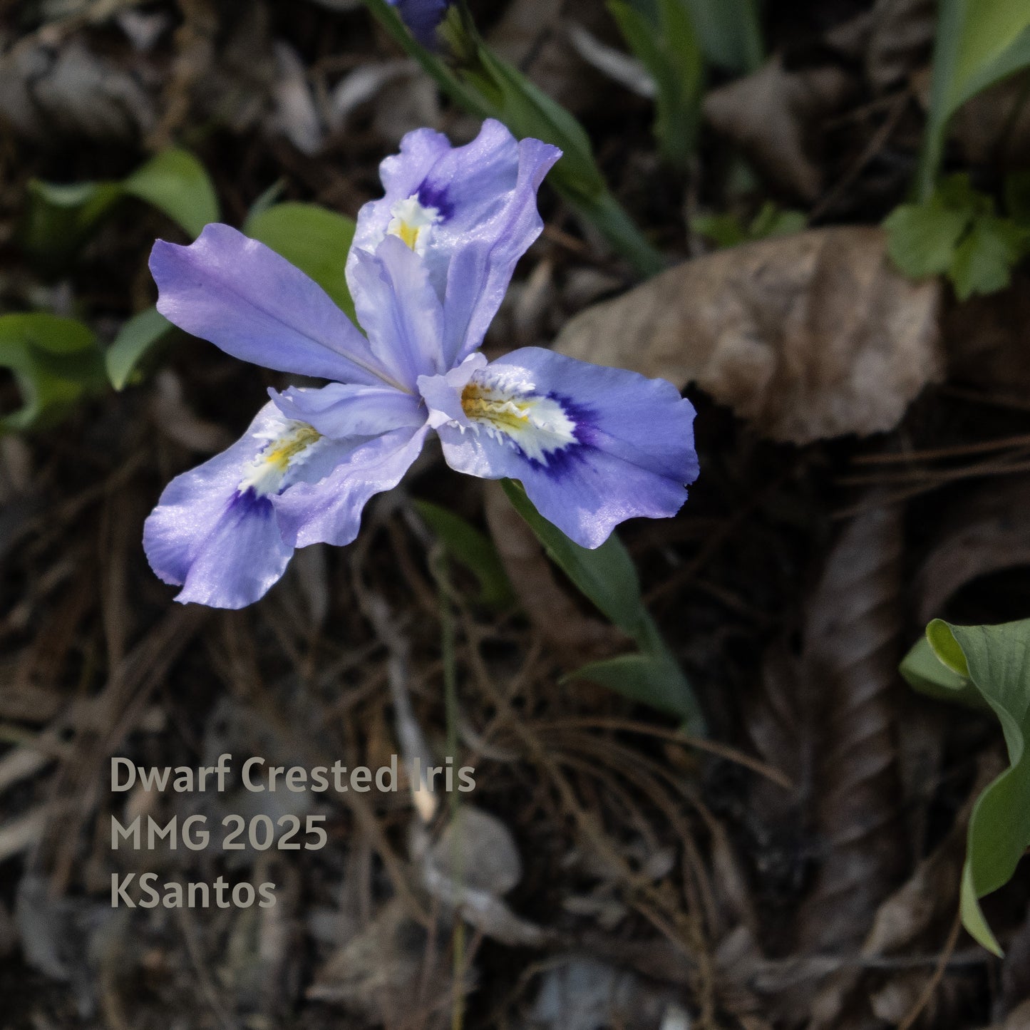 Dwarf Crested Iris -Iris cristata