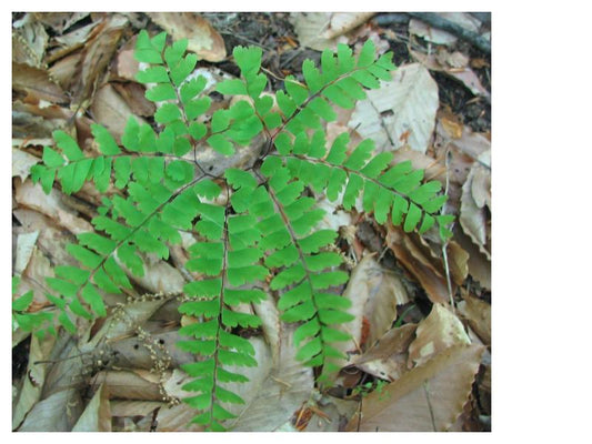 Maidenhair Fern (Adiantum pedantum)
