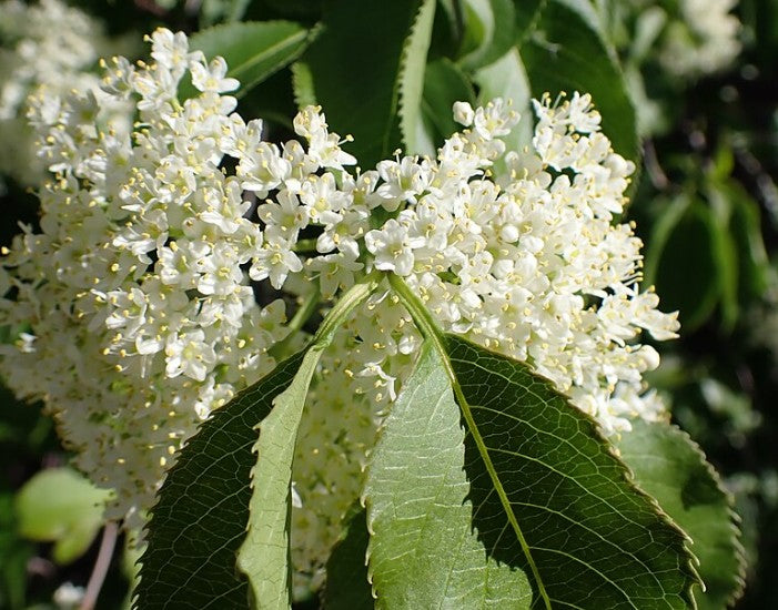 Nannyberry - Viburnum lentago