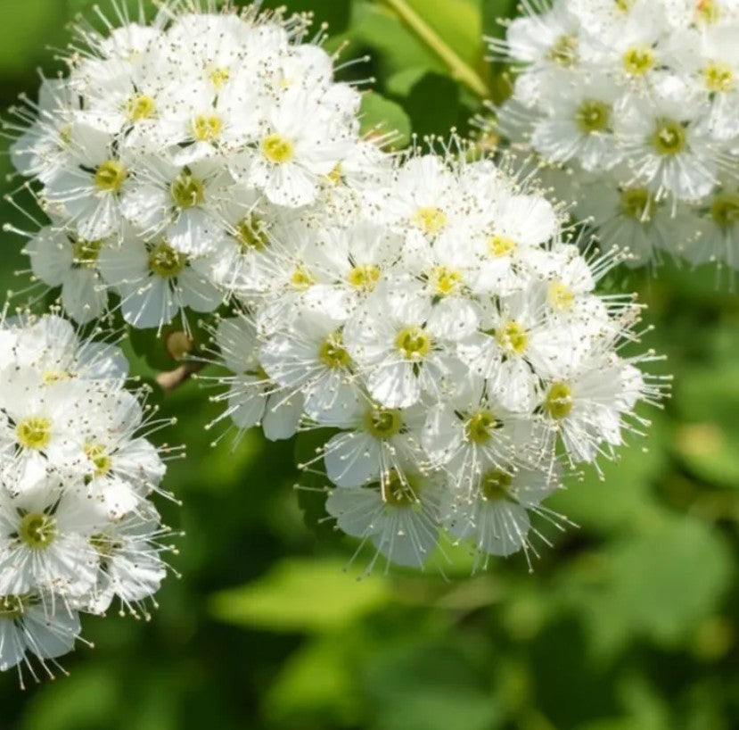 Nannyberry - Viburnum lentago