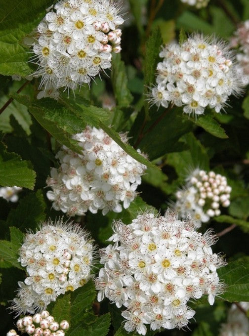 Ninebark Atlantic -Physocarpus opulifolius   Available  June
