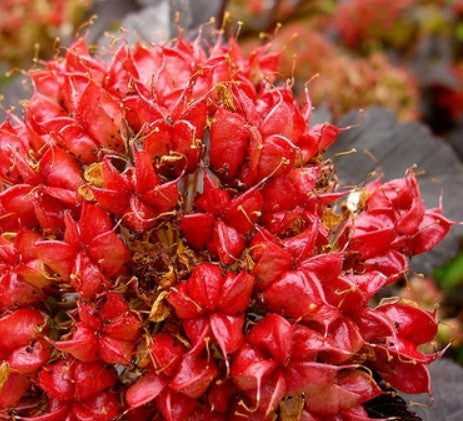 Ninebark Atlantic -Physocarpus opulifolius   Available  June