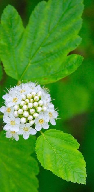 Ninebark Atlantic -Physocarpus opulifolius   Available  June