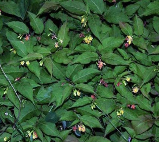 Northern Bush honeysuckle - Diervilla lonicera