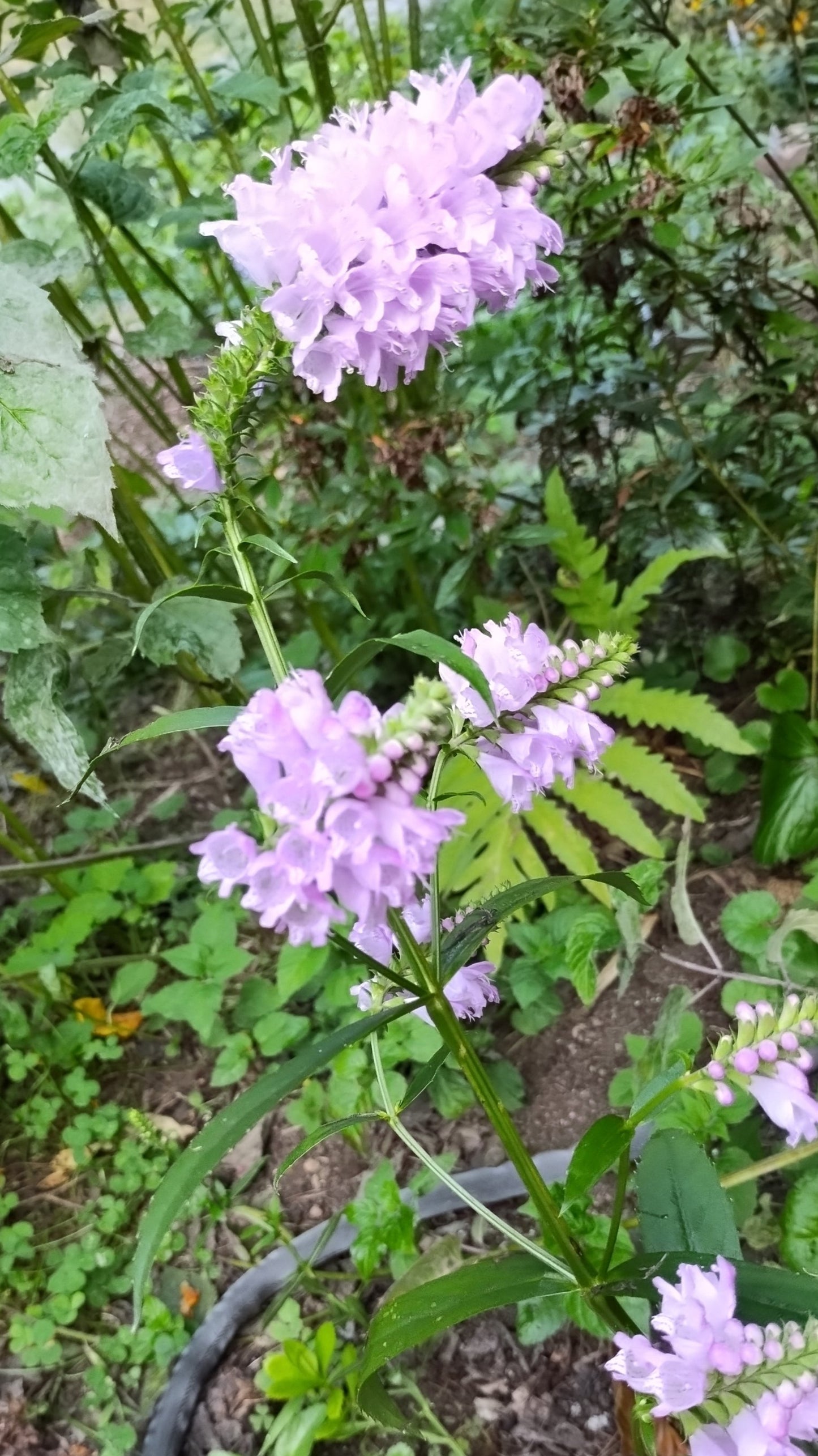 Physostegia virginiana (Obedient Plant Pink) Native