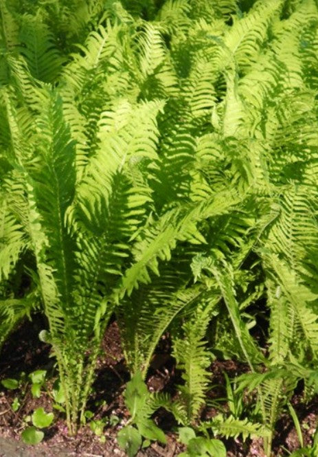 Ostrich Fern (Matteuccia struthiopteris)