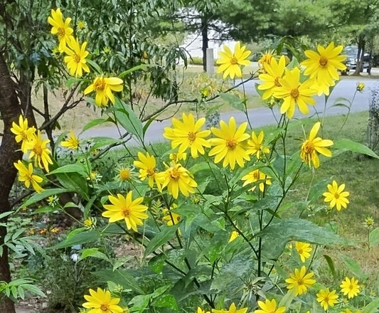 Paled Leafed Sunflower (Helianthus strumosus)