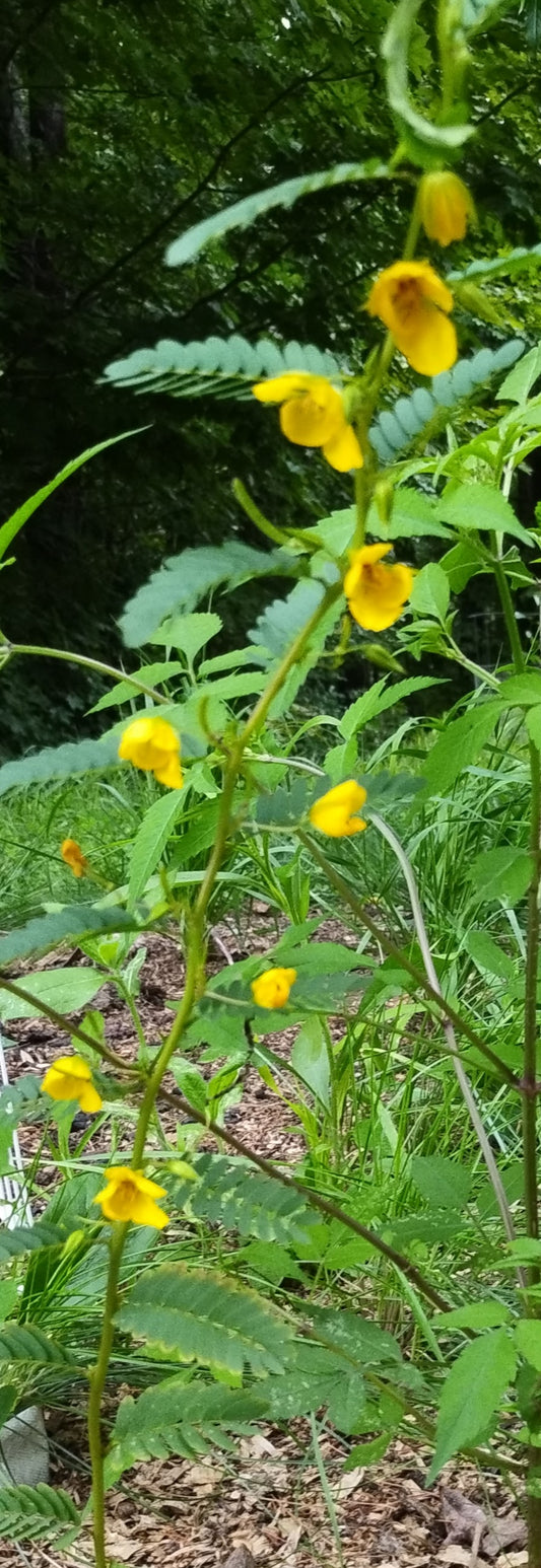 Partridge Pea - Chamaecrista fasciculata