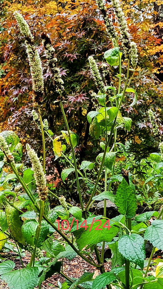 Agastache scrophulariifolia (Purple Giant Hyssop)  Native  New for 2025