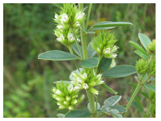 Round-headed Bush Clover - Lespedeza capitata