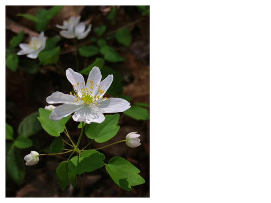 Rue Anenome - Anemonella thalictroides