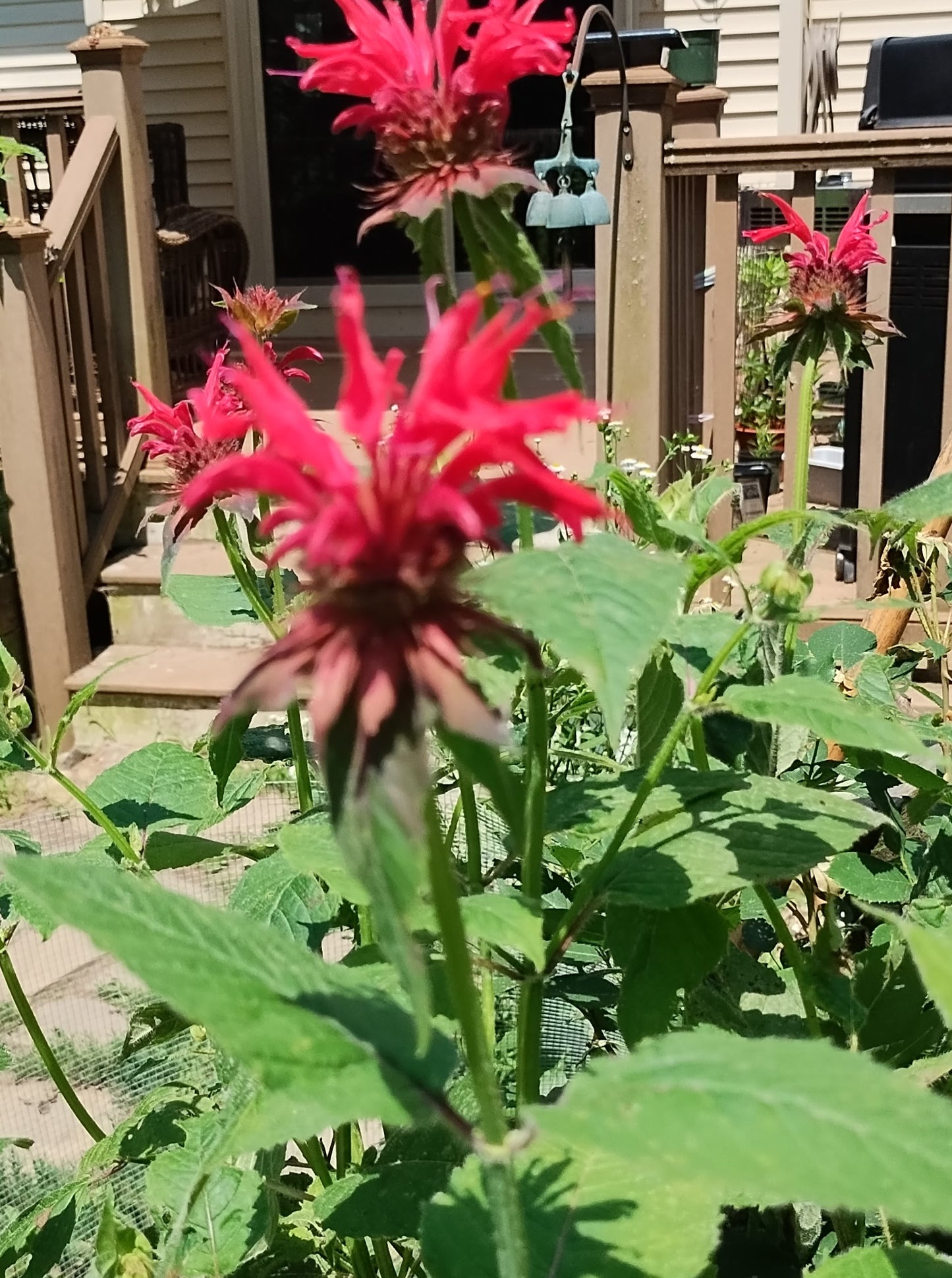 Monarda didyma (Scarlet bee balm)  *