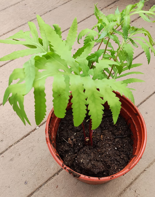 Onoclea sensibilis (Sensitive fern) Native