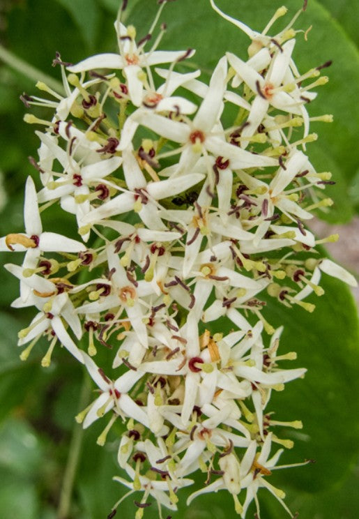 Silky Dogwood- Cornus amomum