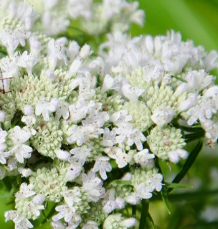Slender Mountain Mint (Pycnanthemum tenuifolium)