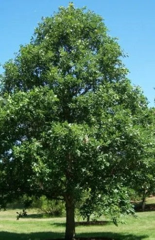 Swamp White Oak -Quercus bicolor