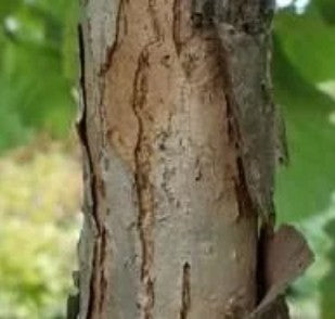 Swamp White Oak -Quercus bicolor