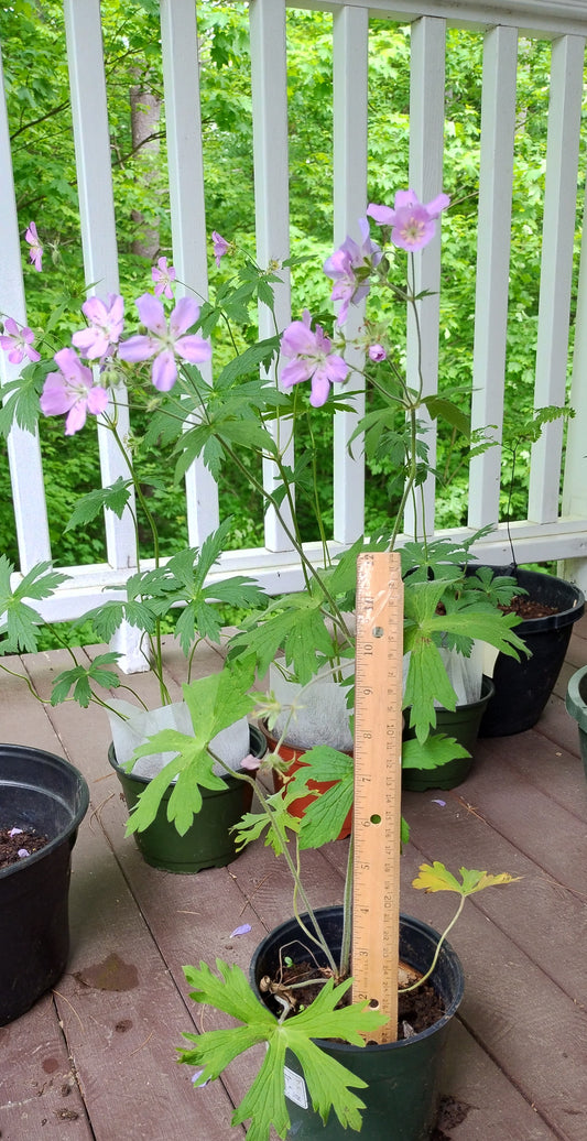 Rain Garden for Pollinators PS/Full Shade Wet/Med Wet Soil ( 18plants/6species) Kit