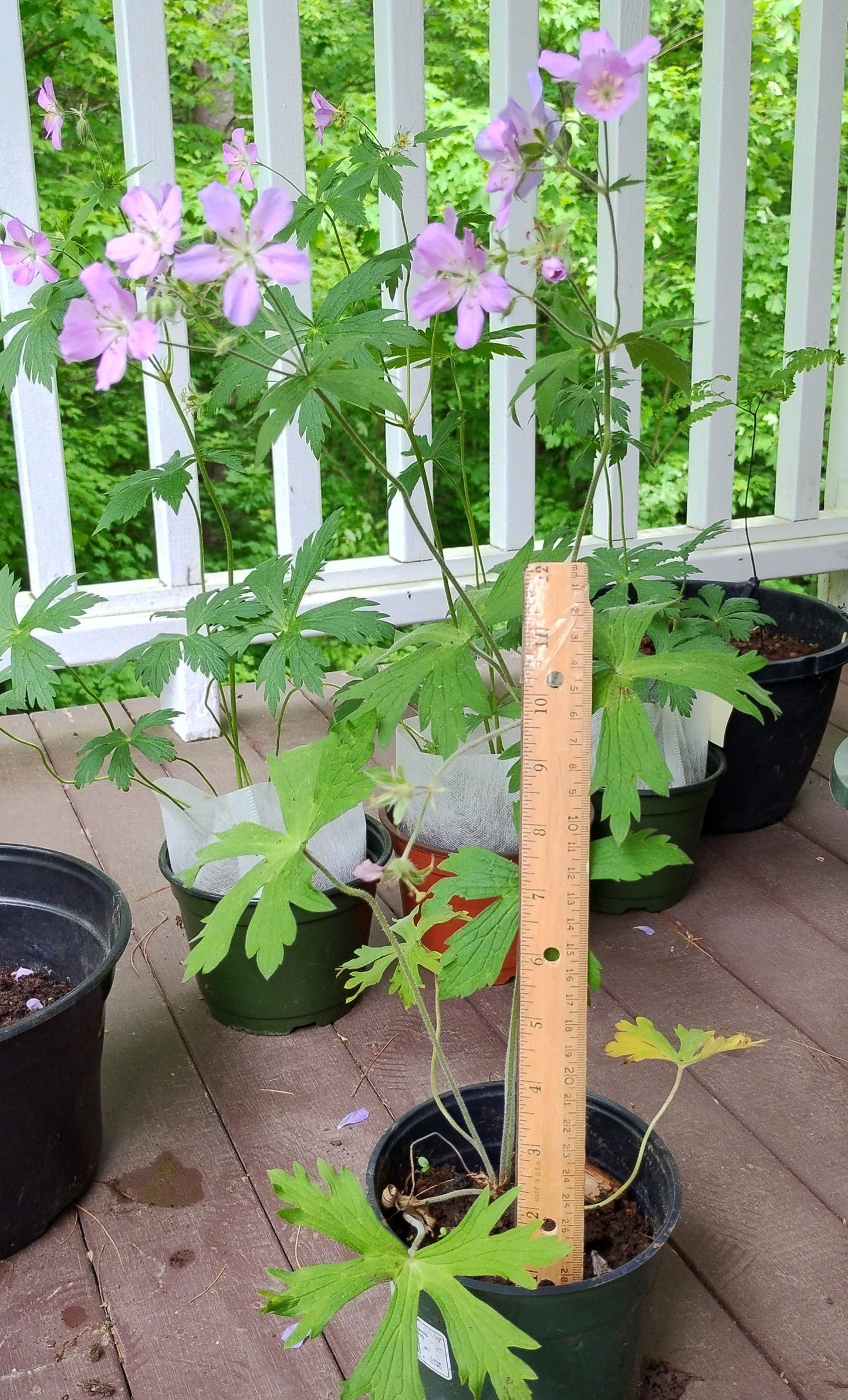 Geranium maculatum (Wild Geranium)  Native