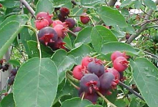 Alleghany / Smooth Serviceberry- Amelanchier laevis  Pick up only (NO SHIPPING)