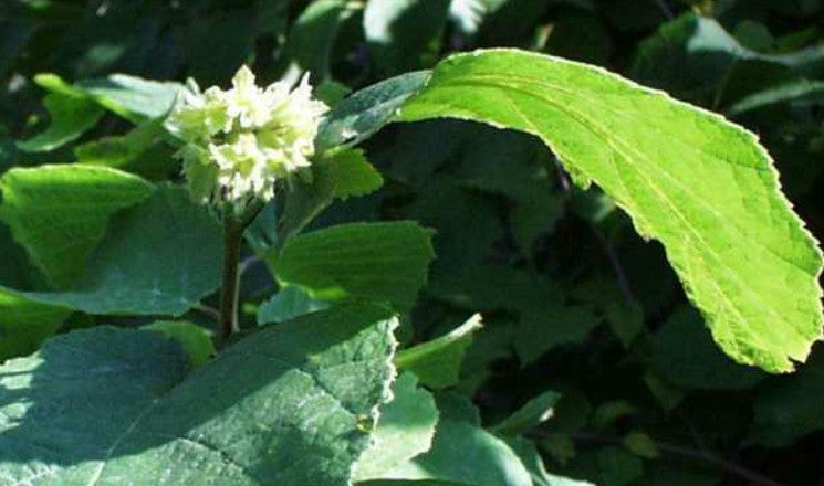American Hazelnut - Corylus americana