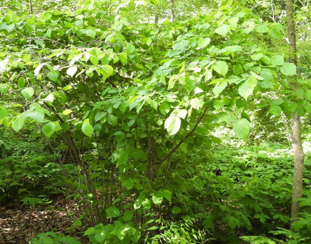 American Hazelnut - Corylus americana