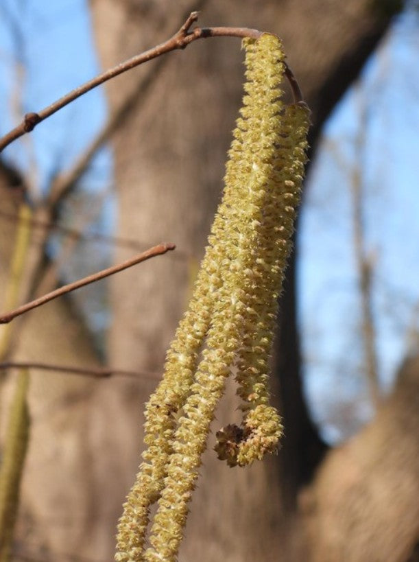 American Hazelnut - Corylus americana