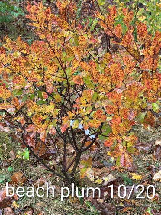 Beach Plum -Prunus maritima